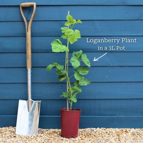 Thornless Loganberry Plant Soft Fruit