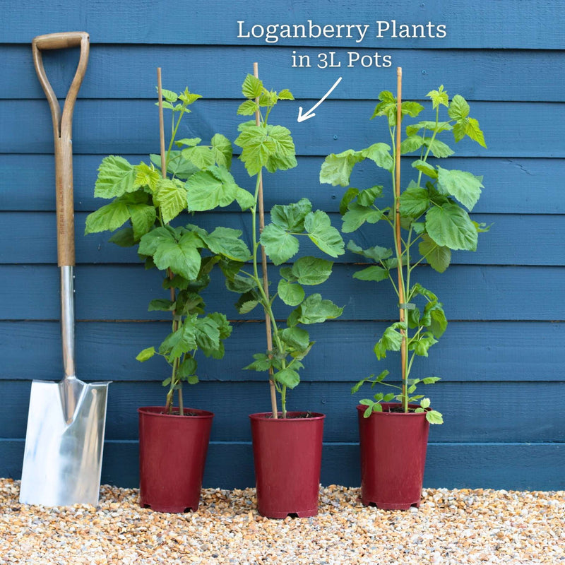 Thornless Loganberry Plant Soft Fruit