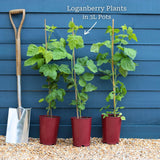 Thornless Loganberry Plant Soft Fruit