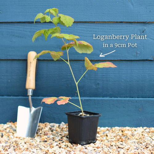 Thornless Loganberry Plant Soft Fruit