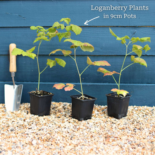 Thornless Loganberry Plant Soft Fruit
