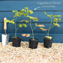 Thornless Loganberry Plant Soft Fruit