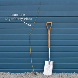 Thornless Loganberry Plant Soft Fruit