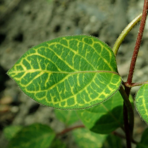 Variegated Japanese Honeysuckle | Lonicera japonica 'Aureoreticulata' Climbing Plants