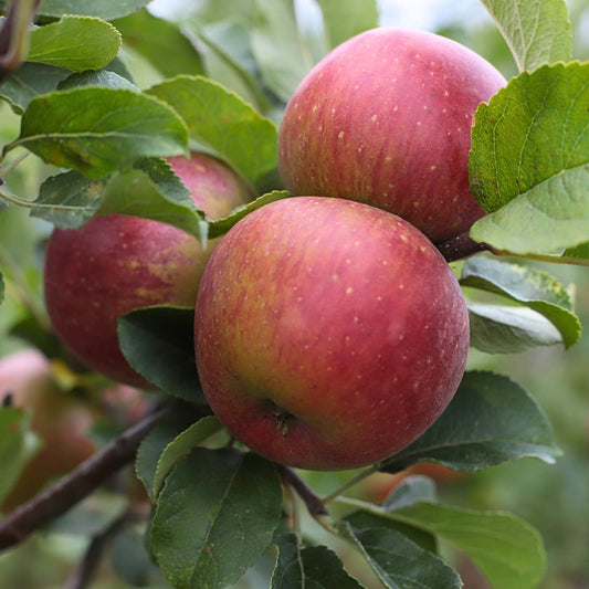 'Lord Lambourne' Apple Tree Fruit Trees