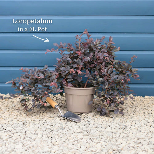 Patio Loropetalum Tree | Loropetalum 'Fire Dance' Ornamental Trees