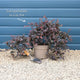 Patio Loropetalum Tree | Loropetalum 'Fire Dance' Ornamental Trees