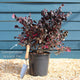 Loropetalum 'Fire Dance' Patio Tree Ornamental Trees