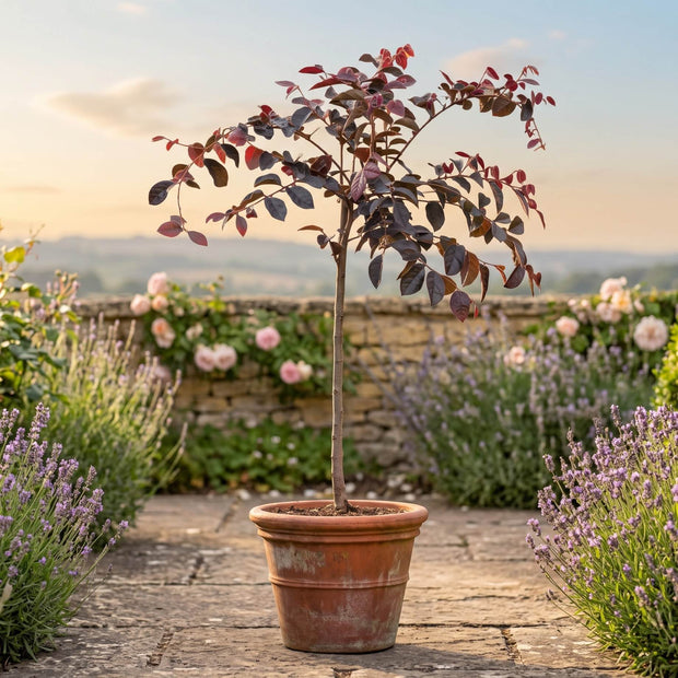 Patio Loropetalum Tree | Loropetalum 'Fire Dance' Ornamental Trees