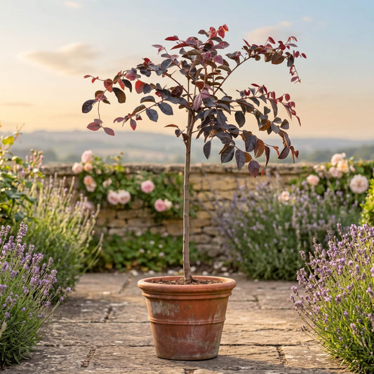 Patio Loropetalum Tree | Loropetalum 'Fire Dance' Ornamental Trees