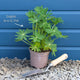 Lupin Legendary 'Shades of Blue' Perennial Bedding