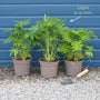 Lupin Legendary 'Shades of Blue' Perennial Bedding