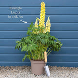 Lupin Legendary 'Shades of Blue' Perennial Bedding