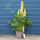 Lupin Legendary 'Shades of Blue' Perennial Bedding