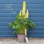Lupin Legendary 'Shades of Blue' Perennial Bedding