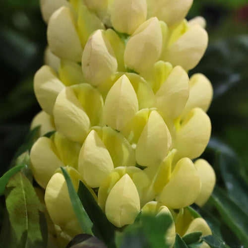 Lupin West Country 'Desert Sun' Perennial Bedding