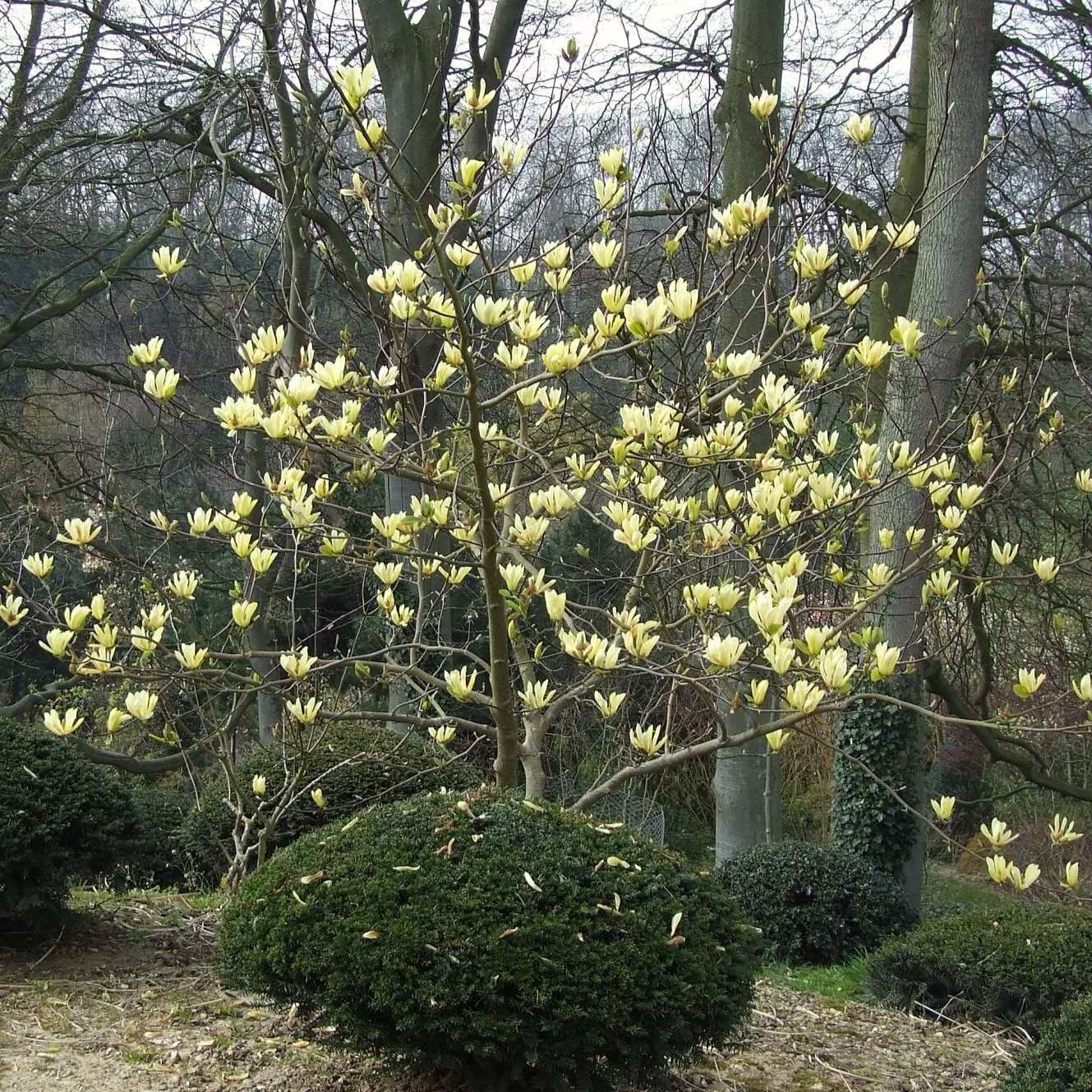 Magnolia Roots Invasive Magnolia Trees: Premium Trees Direct from Our UK Nusery – Roots Plants