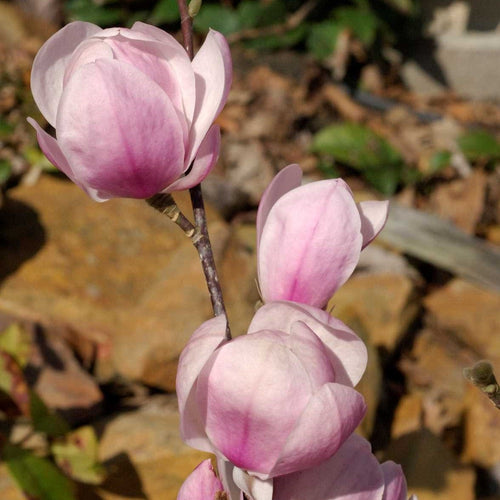 Magnolia denudata 'Festirose' Ornamental Trees
