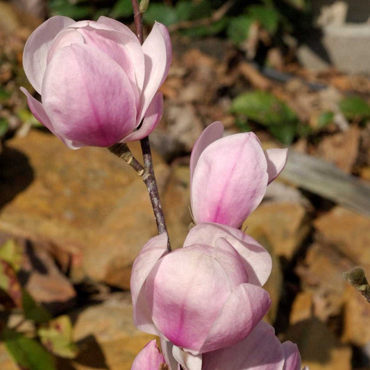 Magnolia denudata 'Festirose' Ornamental Trees