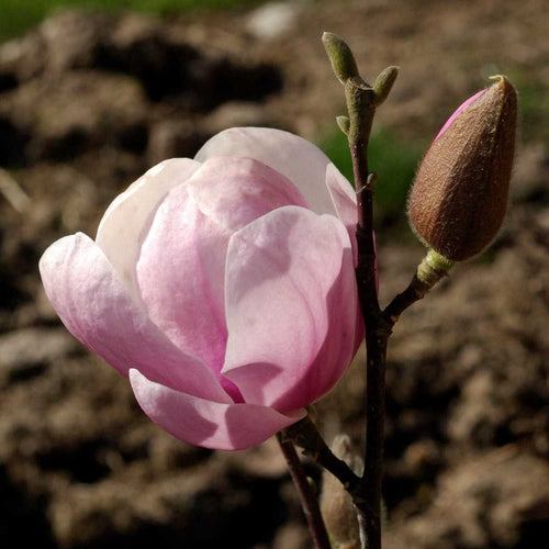 Magnolia denudata 'Festirose' Ornamental Trees