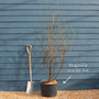 Saucer Magnolia Tree | Magnolia × soulangeana 'Rustic Red' Ornamental Trees