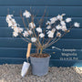 Star Magnolia Tree | Magnolia stellata 'Water Lily' Ornamental Trees