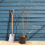 Dwarf Purple Magnolia Tree | Magnolia 'Susan' Ornamental Trees