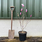 Dwarf Purple Magnolia Tree | Magnolia 'Susan' Ornamental Trees