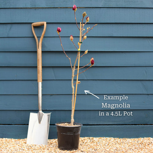 Magnolia 'Genie' Ornamental Trees
