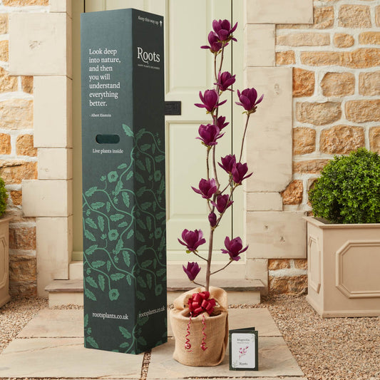 The 'Genie' Magnolia Tree Gift Gift Option