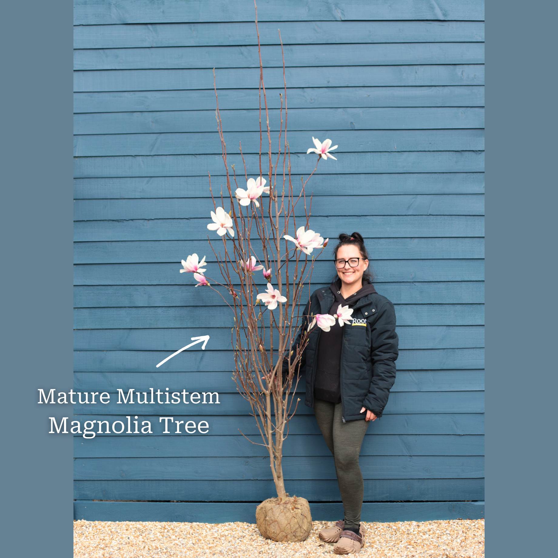Saucer Magnolia Tree | Magnolia × soulangeana 'Rustic Red' – Roots Plants