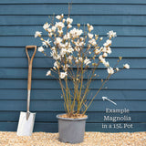Star Magnolia Tree | Magnolia stellata 'Water Lily' Ornamental Trees