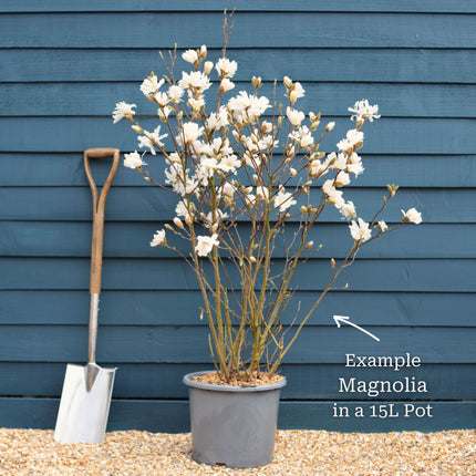 Star Magnolia Tree | Magnolia stellata 'Water Lily' Ornamental Trees