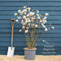 Star Magnolia Tree | Magnolia stellata 'Water Lily' Ornamental Trees