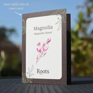 Magnolia Tree Gift Gift Option
