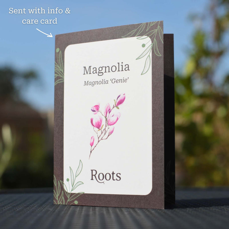 Magnolia Tree Gift Gift Option