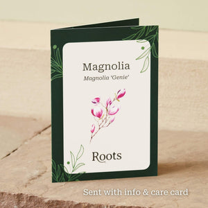 The 'Genie' Magnolia Tree Gift Gift Option