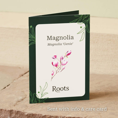 The 'Genie' Magnolia Tree Gift Gift Option