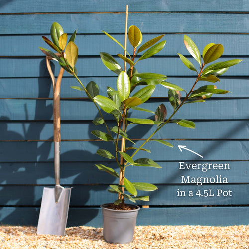 Evergreen Magnolia Tree | Magnolia grandiflora 'François Treyve' Ornamental Trees