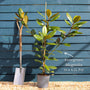 Evergreen Magnolia Tree | Magnolia grandiflora 'François Treyve' Ornamental Trees