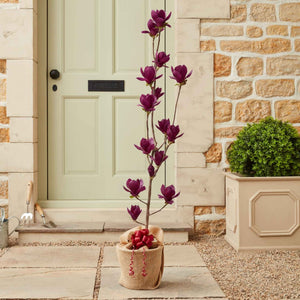 The 'Genie' Magnolia Tree Gift Gift Option