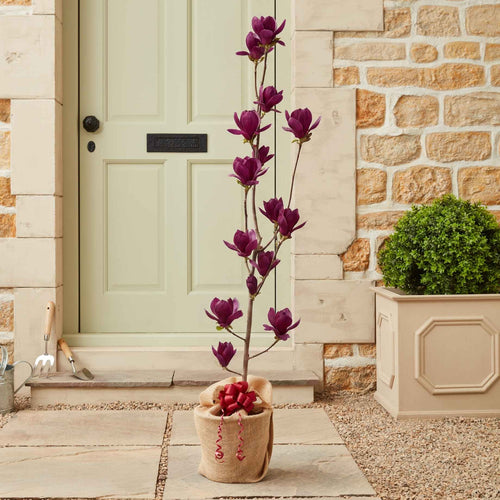The 'Genie' Magnolia Tree Gift Gift Option
