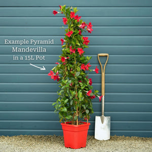 Mandevilla 'Sundaville Pink' Climbing Plants