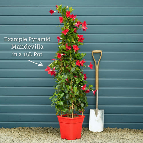 Mandevilla 'Sundaville Pink' Climbing Plants