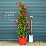 Mandevilla 'Sundaville Pink' Climbing Plants
