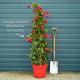Mandevilla 'Sundaville Pink' Climbing Plants