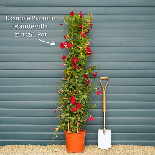 Mandevilla 'Sundaville Red' Climbing Plants