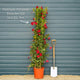 Mandevilla 'Sundaville Red' Climbing Plants