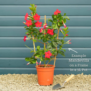 Mandevilla 'Sundaville Red' Climbing Plants