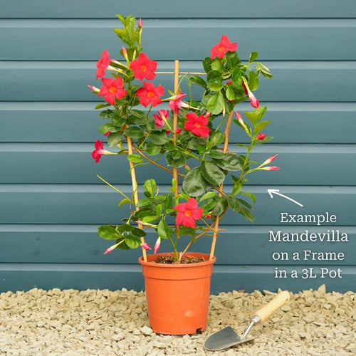 Mandevilla 'Sundaville Red' Climbing Plants